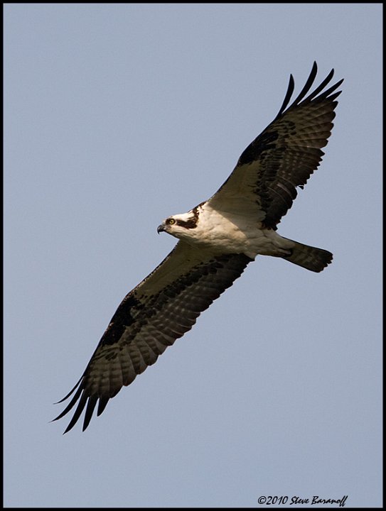 _0SB8299 osprey in flight.jpg